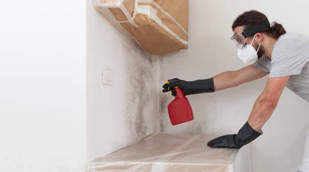 Professional Black Mold Removal technician working in Furlong, PA