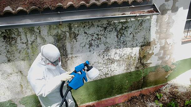 Trusted Crawl Space Mold Removal service in Furlong, PA - Cheap Mold Removal